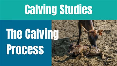 Possible Connotations of Dreams Involving the Calving Process of a Bovine Animal