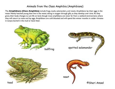 Possible Explanations for Elusive Amphibian Reveries