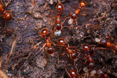 Possible Interpretations: Decoding the Various Meanings of Dreams Overflowing with Crimson Ants