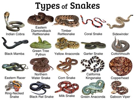 Possible Meanings for Different Types of Snake Surroundings