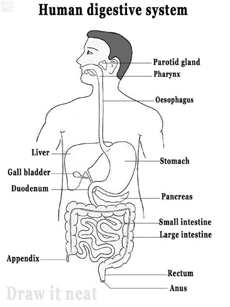 Possible Meanings of Dreams About Intestinal Extraction