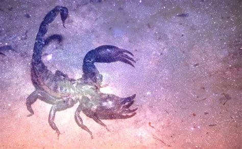 Possible Meanings of Scorpion Dreams