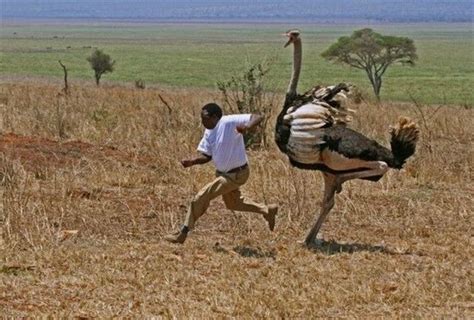 Possible Psychological Meanings of Being Chased by an Ostrich