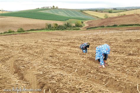 Potato Collecting: An Enthusiastic Community of Aficionados