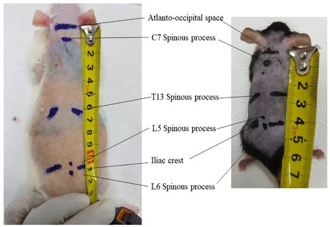 Practical Steps to Overcome the Adverse Effects of Rat Nightmare Experiences