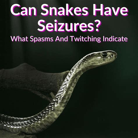 Practical Tips: Making the Most out of Snake Seizure Episodic Imagery