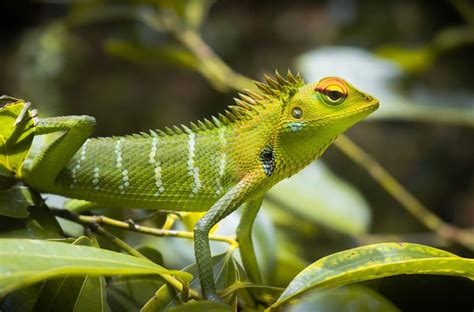 Practical Tips for Understanding and Applying Symbolic Messages of Lizards in Dreams