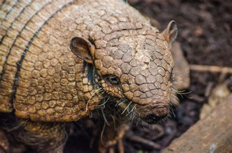 Practical measures and precautions to safeguard against armadillo hostility