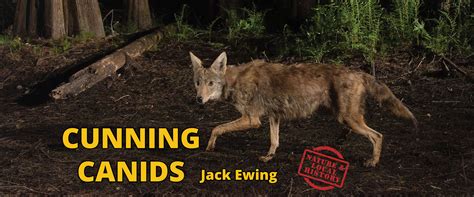 Predators: Who Hunts the Cunning Canids?