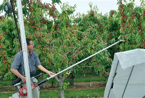 Preparing Your Cherry Harvesting Equipment