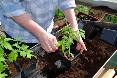 Preparing the Ground for Planting Tomatoes