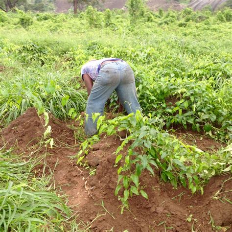 Preparing the Soil: Crucial Steps for Cultivating Yam