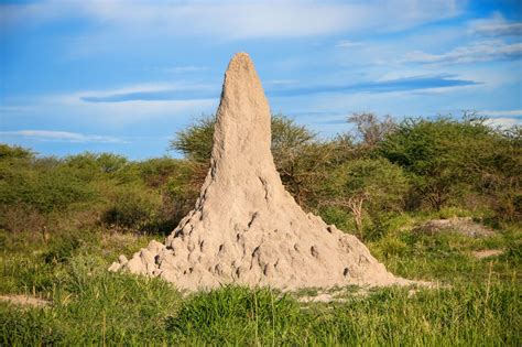 Preserving and Protecting Habitats for Termites