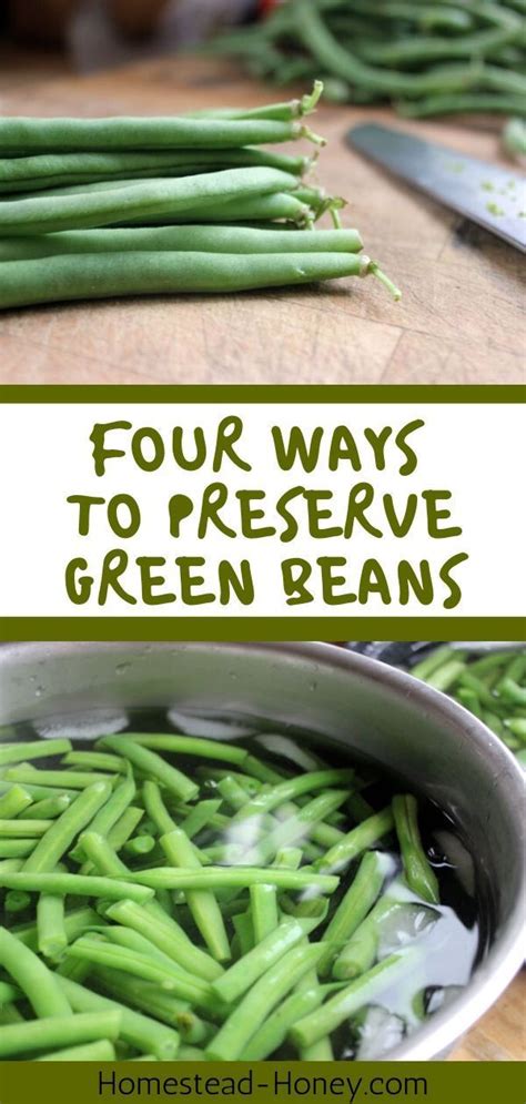 Preserving the Freshness of Snap Beans: Proper Storage Techniques