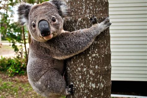 Preserving the Habitat of the Unique Koala Species: A Call for Action