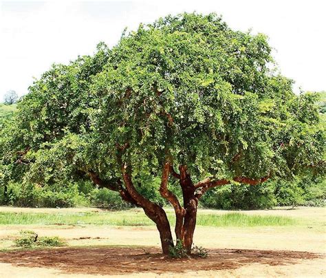 Preserving the Majestic Wood Apple Trees and Precious Forests