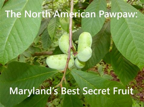 Preserving the Pawpaw Legacy: Efforts to Protect and Cultivate this Rare Fruit