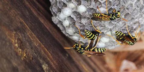 Preventative Measures: Effective Strategies to Keep Hornets Away