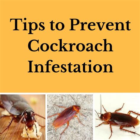 Preventing Roach Infestation: Useful Tips