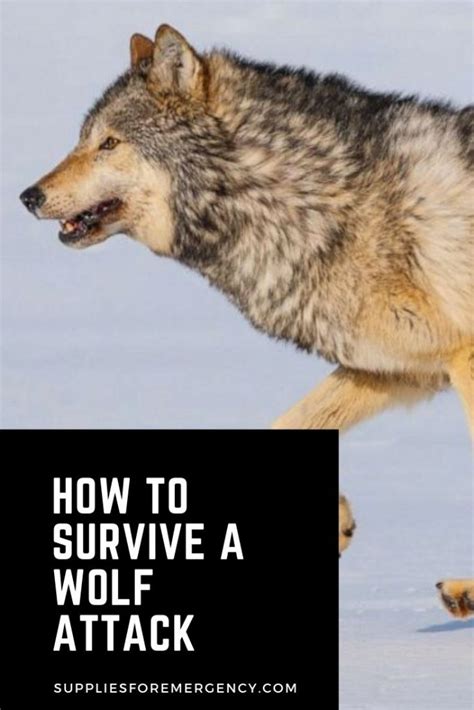 Preventive Actions: Tips to Minimize the Risk of Wolf Encounters with Your Companions