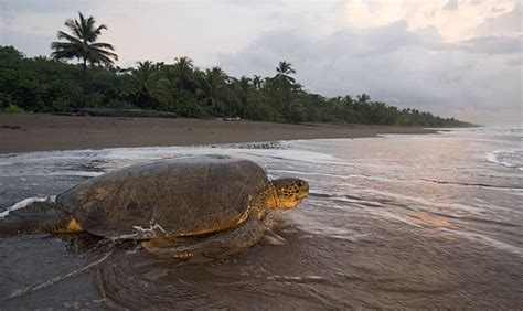 Promoting Sustainable Tourism for the Conservation of Turtles