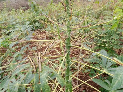 Protecting Your Cassava Crop from Pests and Diseases