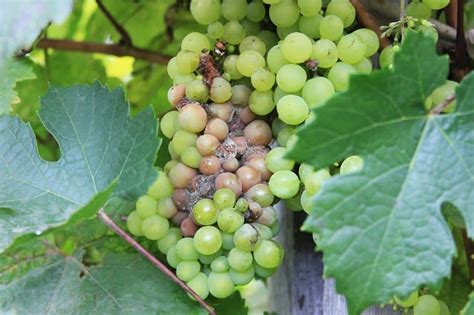 Protecting Your Grapevines from Pests and Diseases Naturally