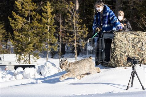 Protecting and Conserving Young Lynx: Challenges and Solutions