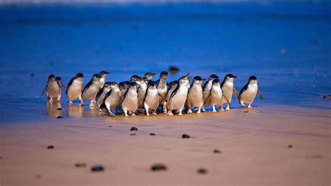 Protecting the Majestic Azure Penguin: Conservation Efforts to Preserve its Mystical Beauty