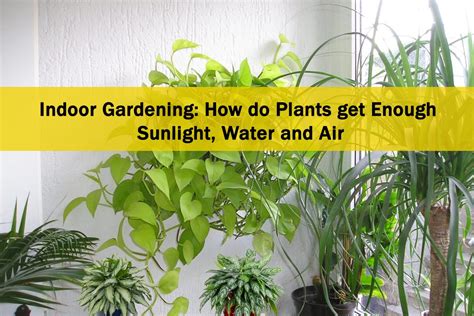 Providing Adequate Sunlight and Water