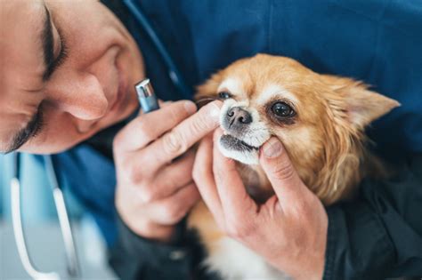 Providing Proper Veterinary Care: