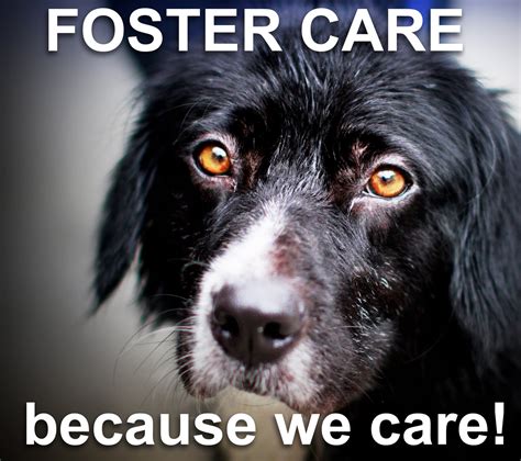 Providing Support for Vulnerable Animals through Foster Care