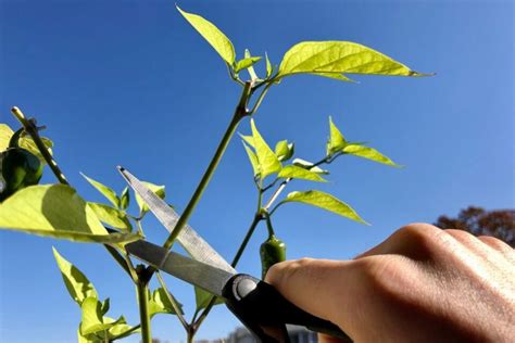 Pruning and Training Your Chili Plant