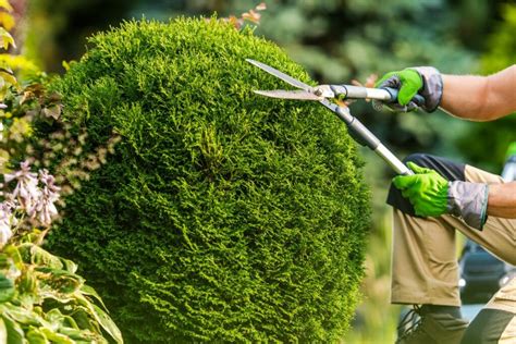 Pruning for Optimal Growth: Harnessing the Power of Strategic Tree Trimming