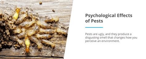 Psychological Impact: Coping with the Emotional Effects of Maggot Infestation