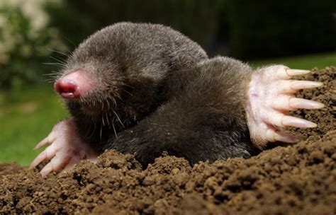 Psychological Insights: Analyzing Mole Dreams