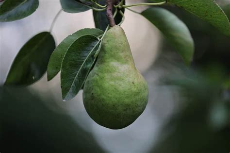 Psychological Interpretations: Unraveling the Deeper Meanings Behind the Experience of Consuming a Succulent Pear