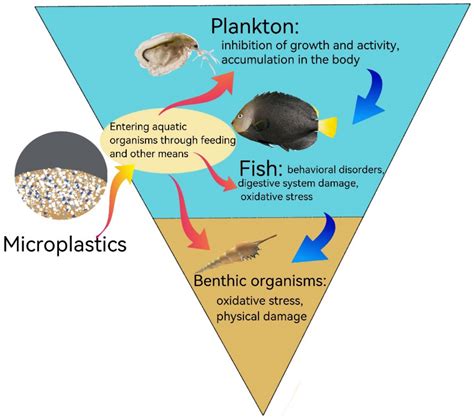 Psychological Interpretations of Misplacing Belongings in Aquatic Environments