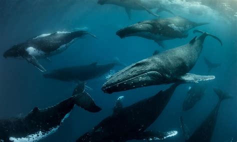 Real-Life Experiences: Tales from Individuals Who Have Encountered Whales in Their Dreams