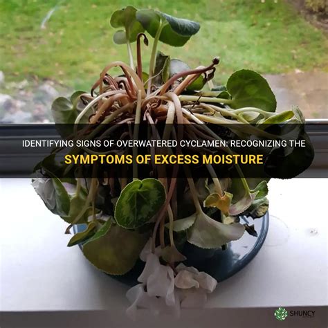 Recognizing Signs of Insufficient and Excessive Moisture Levels in Plants