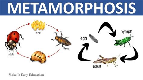 Recovering the Elusive Flock: Unearthing Personal Significance and Metamorphosis