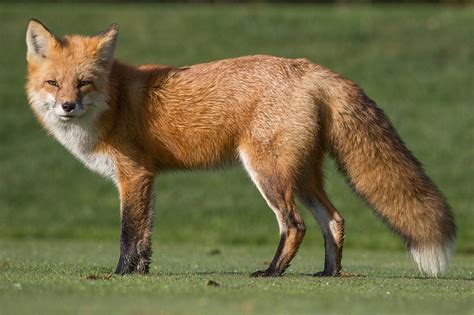 Red Fox's Childhood and Origins