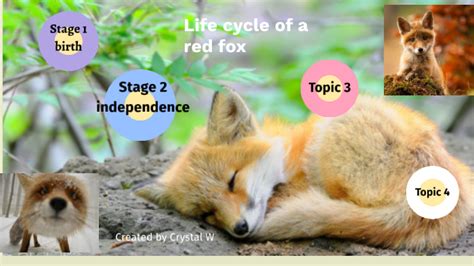 Reproduction: The Life Cycle of a Foxy Creature