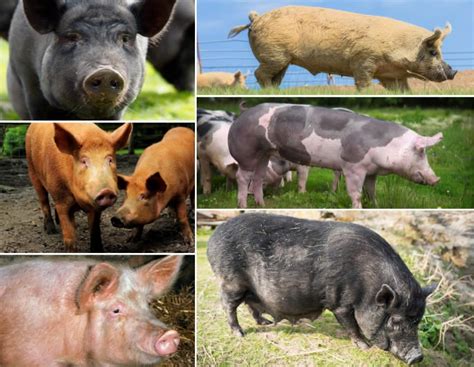 Researching Different Pig Breeds: