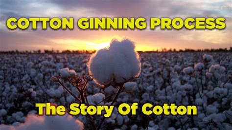 Revealing the Enchanting Saga of Cotton Agriculture