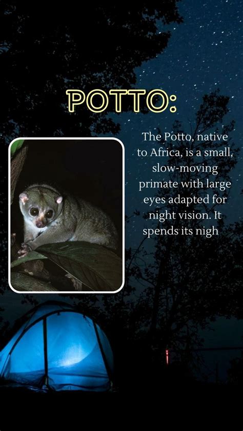 Revealing the Enigmas of Nocturnal Creatures