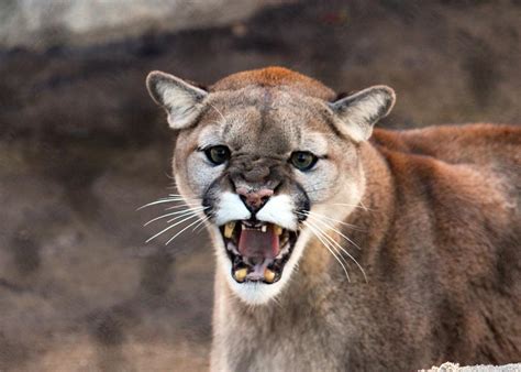 Revealing the Spiritual Significance of Nightmares Featuring Cougar Attacks