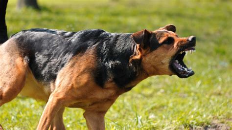 Revealing the Symbolic Dominance of the Enraged Ebony Canine