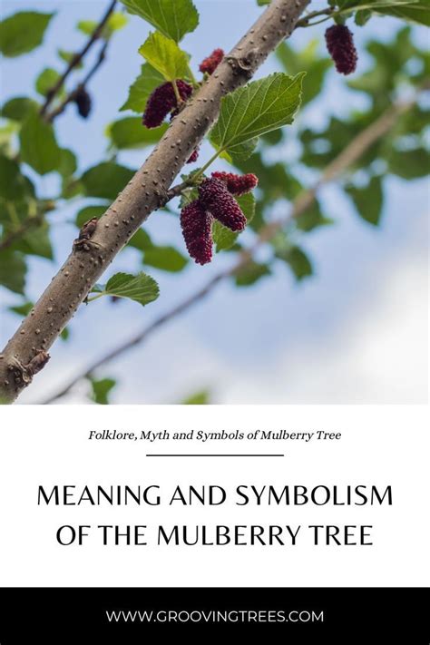 Revealing the Veiled Meanings Concealed Within Dreams of the Mulberry Tree