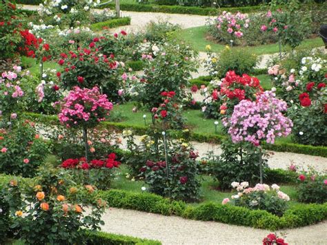 Rose Gardens Around the World: A Feast for the Senses